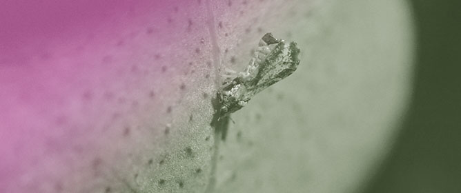 Field Evaluations of Two Citrus Interspecific Hybrid Populations Using Desert Lime (<em>Citrus glauca</em> (Lindl.) Burkill) Identify Presumed Resistance and Tolerance to Huanglongbing