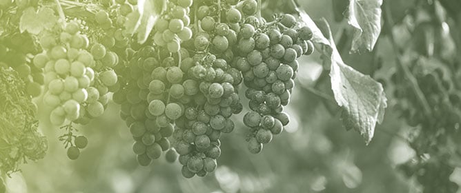 Heat Stress Tolerance and Photosynthetic Responses to Transient Light Intensities of Greek Grapevine Cultivars