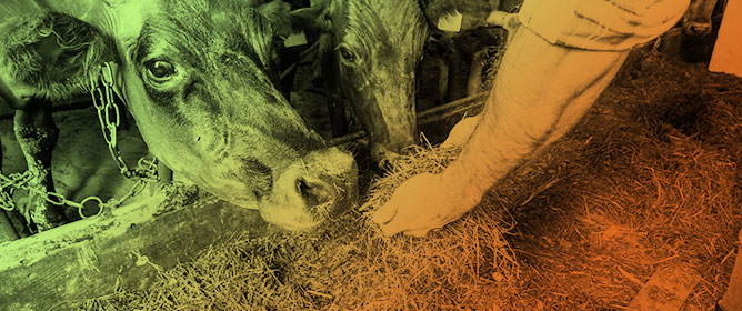 Impact of Mixed Rations on Rumen Fermentation, Microbial Activity, and Animal Performance: Enhancing Livestock Health and Productivity&mdash;Invited Review