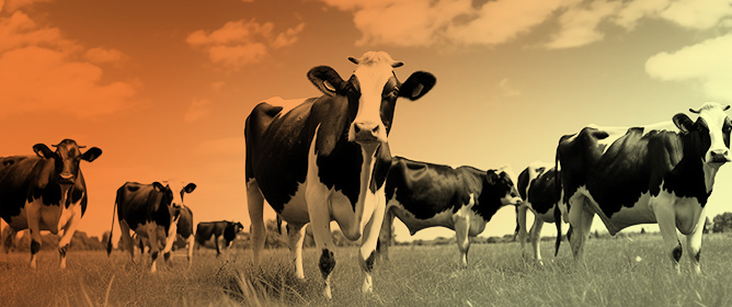 Investigation of Effects of Low Ruminal pH Values on Serum Concentrations of Macrominerals, Trace Elements, and Vitamins and Oxidative Status of Dairy Cows