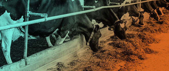 Spineless Cactus (<em>Opuntia stricta</em> and <em>Nopalea cochenillifera</em>) with Added Sugar Cane (<em>Saccharum officinarum</em>) Bagasse Silage as Bovine Feed in the Brazilian Semi-Arid Region