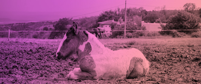 Effects of Lidocaine Alone Versus Lidocaine&ndash;Dexmedetomidine Infusion on Pulmonary Gas Exchange and Respiratory Mechanics During Isoflurane Anesthesia in Horses