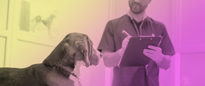 Evaluation of the Repeatability and Reproducibility of the Results of Lymph Node Cytology for <em>Leishmania</em> Amastigotes in Dogs Without Leishmaniosis and in Dogs with Leishmaniosis Before, During, and After Treatment