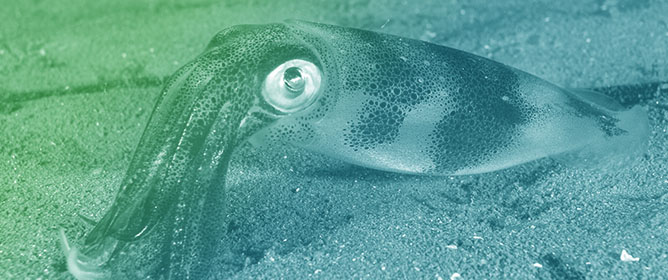 Using Citizen Science to Improve Our Understanding of Northern Shortfin Squid (<em>Illex illecebrosus</em>) and Longfin Inshore Squid (<em>Doryteuthis pealeii</em>) Ecology and Fisheries off Atlantic Canada