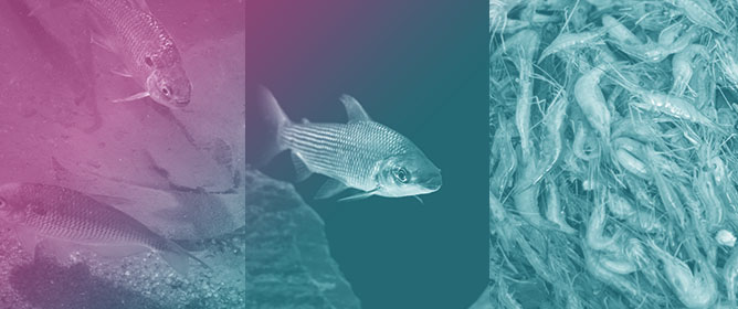 Nitrogen Budget of Yellow-Tail Lambari Farming in Monoculture and in Integrated Culture with Amazon River Prawn and Curimbata