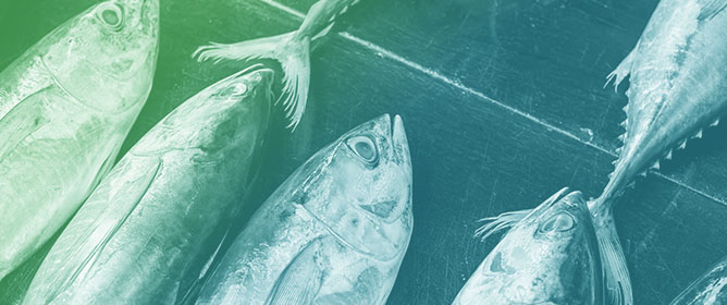 Bias-Adjusting Observer Species Composition Estimates of Tuna Caught by Purse-Seiners Using Port-Sampling Data: A Mixed-Effects Modeling Approach Based on Paired Well-Level Data