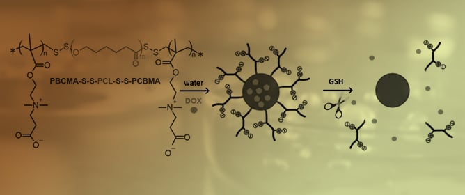 Zwitterionic Poly(Carboxybetaine Methacrylate)s in Drug Delivery, Antifouling Coatings, and Regenerative Tissue Platforms