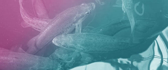 Impact of Stocking Density on Growth, Feeding Behavior, and Flesh Quality of Largemouth Bass (<em>Micropterus salmoides</em>) in Coupled Aquaponic Systems