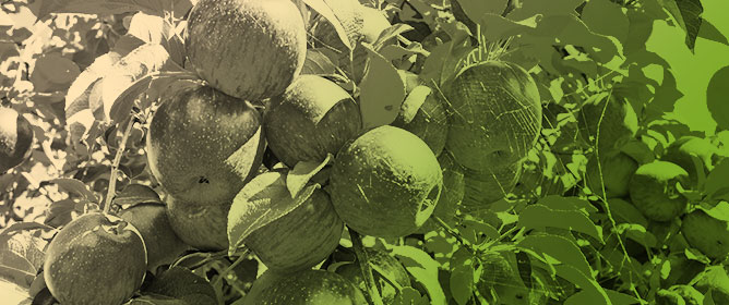 Development of Prediction Models for Apple Fruit Diameter and Length Using Unmanned Aerial Vehicle-Based Multispectral Imagery