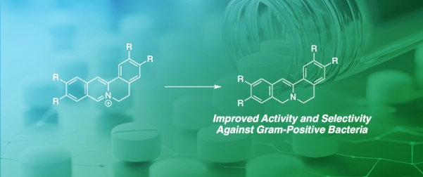 Altered Antimicrobial Activity and Selectivity of Dihydro-Protoberberines over Their Corresponding Protoberberines