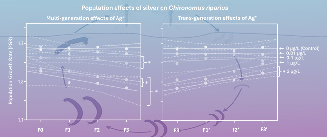 Multi- and Transgenerational Effects of Silver Ions (Ag<sup>+</sup>) in the ng/L Range on Life Cycle Parameters and Population Growth of the Midge <em>Chironomus riparius</em> (Diptera, Chironomidae)