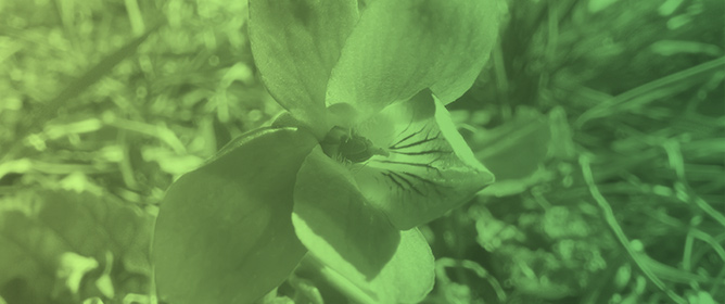 Birdfoot Violet (<em>Viola pedata</em>) in a Minnesota USA Dry Bluff Prairie: Population Assessment of a Preferred Host Plant of the Threatened Western Regal Fritillary Butterfly (<em>Argynnis idalia occidentalis</em>)