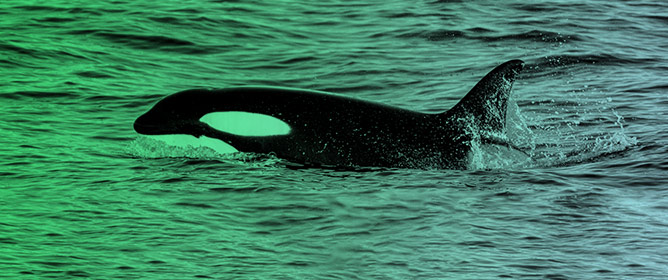 Media Narratives of Human-Wildlife Conflict: Iberian Orcas and Boats in the Spanish Press