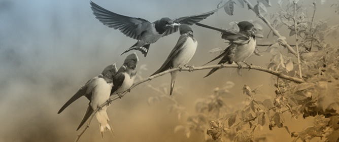 Arrival and Peak Abundance of Barn Swallows <em>Hirundo rustica</em> in Three Regions of South Africa in Relation to Climate Indices, Deduced from Bird Atlas Data