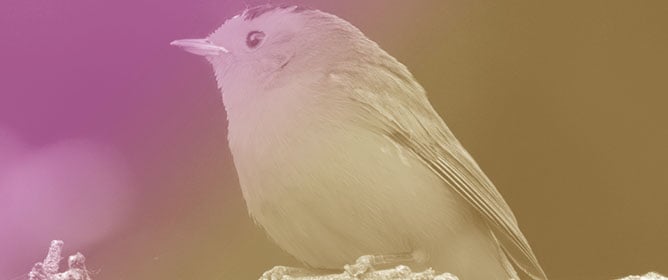 Infrequent Cooperative Breeding in a Short-Lived Migratory Songbird, the Wilson&rsquo;s Warbler