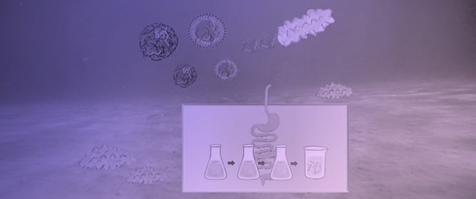 The Effect of In Vitro Gastrointestinal Digestion on the Biological Activity of a Sea Cucumber (<em>Holothuria forskali</em>) Hydrolysate Encapsulated in Chitosan Nanoparticles and Rapeseed Lecithin Liposomes