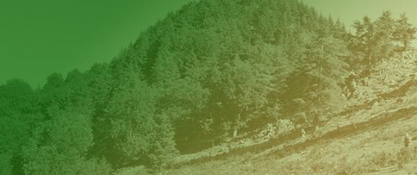 Seven Millennia of <em>Cedrus atlantica</em> Forest Dynamics in the Western Rif Mountains (Morocco)