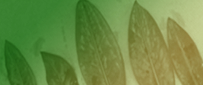 Enhanced Detection of <em>Phytophthora</em> Species at <em>P. pluvialis</em> Outbreak Sites in Commercial Forests Across Britain