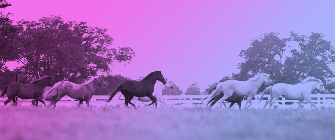 The Concentration and Duration of Lipopolysaccharide Stimulation Produce Different Cytokine Responses in an Ex Vivo Whole Blood Model in Horses