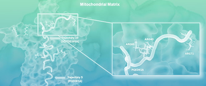 Anticancer Effects of <em>Pleurotus salmoneostramineus</em> Protein Hydrolysate on HepG2 Cells and In Silico Characterization of Structural Effects of Chromoprotein-Derived Peptides on the Mitochondrial Uncoupling Protein 2 (UCP2)