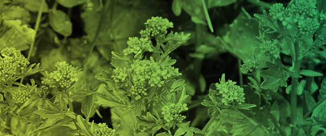 Are There Resource Allocation Constraints to Floral Production in the Endangered <em>Barbarea vulgaris</em> subsp. <em>lepuznica</em> (Southern Carpathians, Romania)?