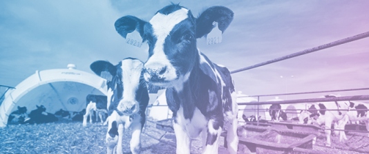 Tackling Weaning Stress in Dairy Calves Using Cannabidiol Oil Supplementation&mdash;A Pilot Study