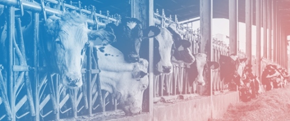 Evaluation of Holstein Cows with Tongue-Rolling: Plasma Metabolomics and Milk Proteomics