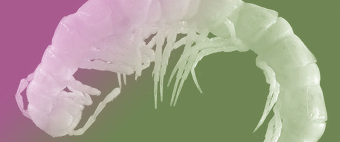 Into the Depths of Patagonia: The First Troglobitic Species of <em>Pleonaraius</em> Attems, 1898 (Polydesmida, Dalodesmidae) from Argentina&nbsp;<sup>&dagger;</sup>