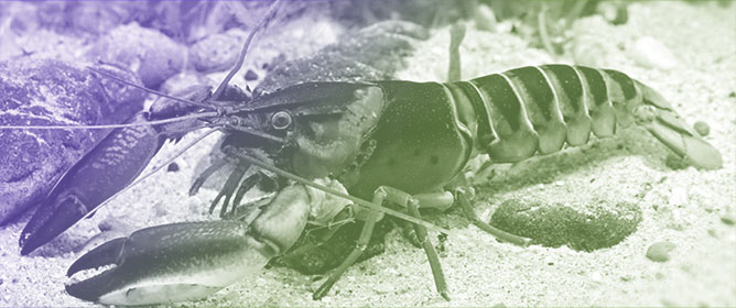 Seven New Species of Crayfish of the Genus <em>Cherax</em> (Crustacea, Decapoda, Parastacidae) from Western New Guinea, Indonesia <sup><sub>&dagger;</sub></sup>