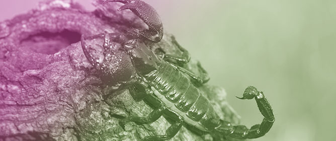 Locomotory Effect of Reversibly Restraining the Pectines of Scorpions