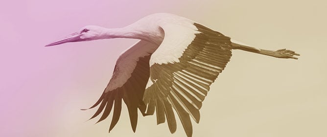 Bayesian Structure Learning Reveals Disconnected Correlation Patterns Between Morphometry and Biomarkers in White Stork