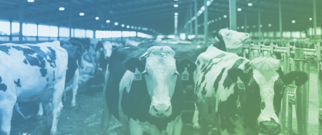 Metabolic Disorders in Transition Dairy Cows in a 500-Cow Herd&mdash;Analysis, Prevention and Follow-Up