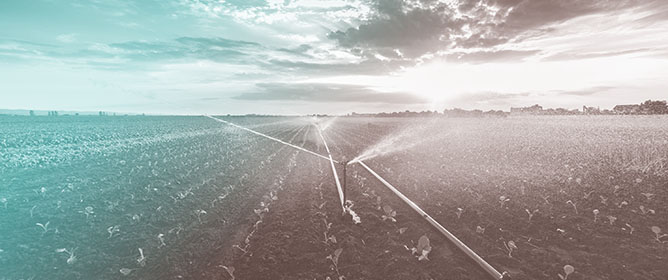 Effects of Biochar-Based Fertilizer on Root Zeta Potential, Nutrient Leaching and Yield