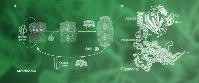 Impact of Structural Relaxation on Protein&ndash;Protein Docking in Large Macromolecular Complexes