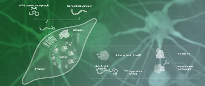Unravelling the Molecular Mechanism of HIV-TAT-Tagged &beta;-Amyloid-Induced Neurotoxicity via Lamin Fragmentation