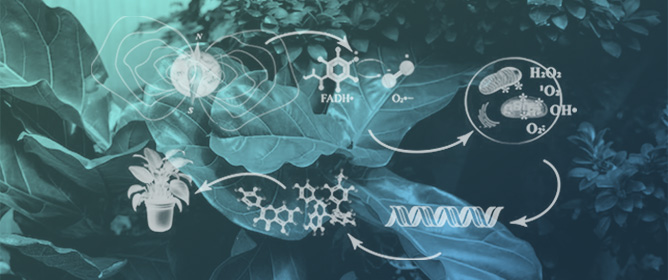 Quantum Role of Plant Reactive Oxygen Species