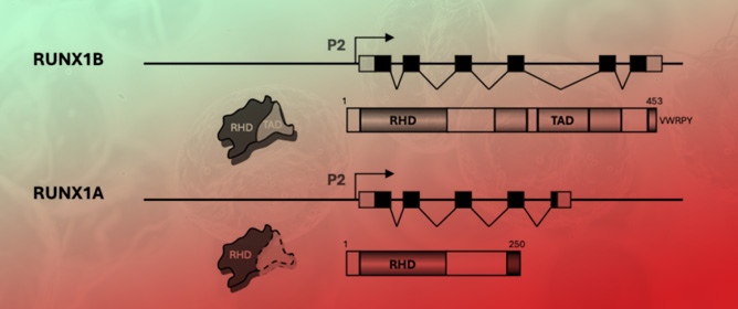 Isoform-Specific Roles and Therapeutic Targeting of RUNX1 in Hematopoiesis and Leukemogenesis