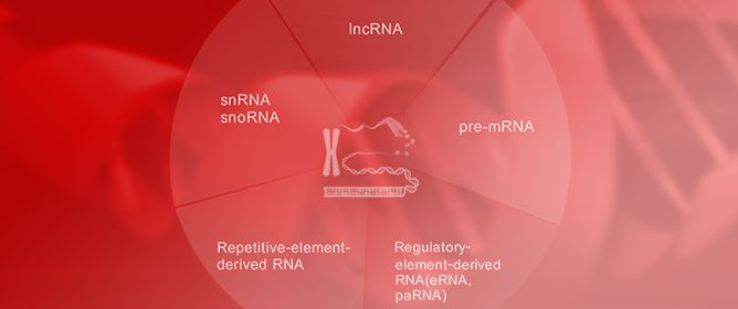 Chromatin-Associated RNAs Regulate Gene Expression and Chromatin Structure