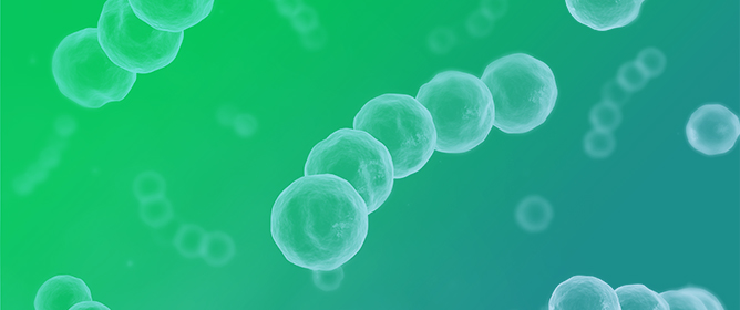 Gold Nanoparticle-Coated Paper for Rapid DNA Extraction and Colorimetric LAMP Detection of <em>E. faecium</em>