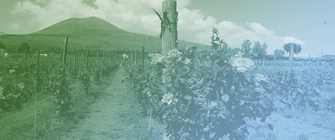 The European Charter for Sustainable Tourism (ECST) as a Tool for Development in Rural Areas: The Case of Vesuvius National Park (Italy)