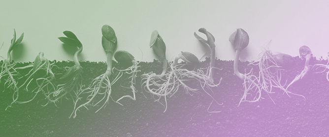 Seed Germination Ecology and Dormancy Release in Some Native and Underutilized Plant Species with Agronomic Pote