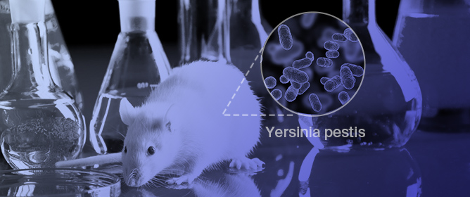 Interaction of Bacteria and Fleas, Focusing on the Plague Bacterium&mdash;A Review