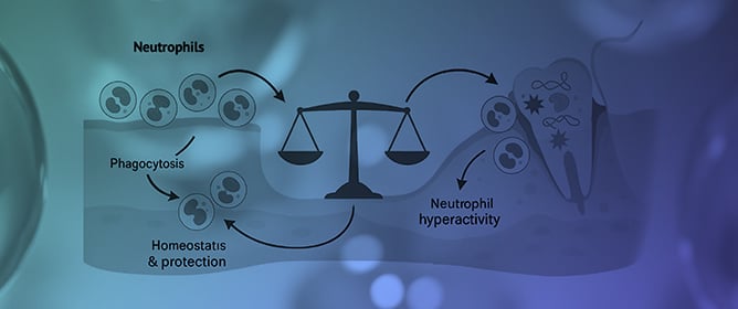 Neutrophils at the Crossroads of Oral Microbiome Dysbiosis and Periodontal Disease