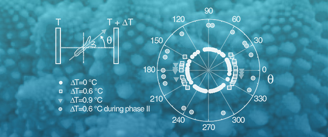 Is <em>Hydra</em> Axis Definition a Fluctuation-Based Process Picking Up External Cues?