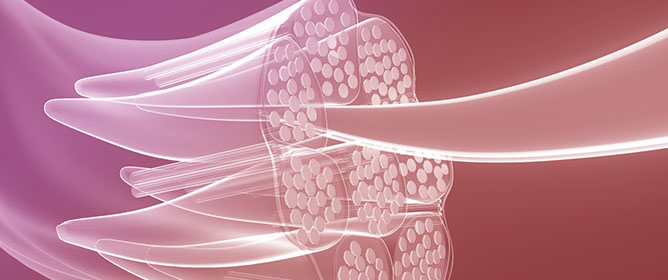 Baicalin Improves Skeletal Muscle Atrophy by Attenuating DRP-1-Mediated Mitochondrial Fission in Aged Mice
