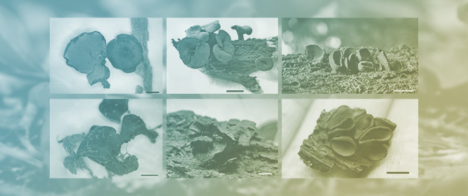 Morphology and Phylogeny Revealed New <em>Chlorencoelia</em> Species