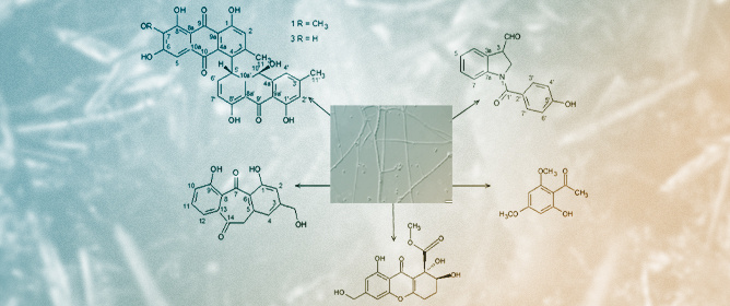 Focus on a Promising genus: <em>Parengyodontium</em> species from the Cordycipitaceae Family