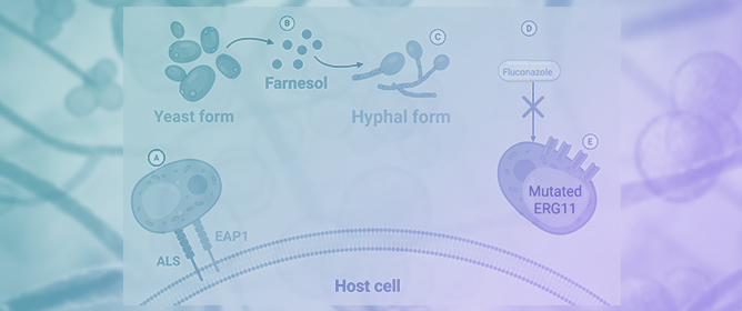 Harnessing Probiotics to Combat Candidiasis