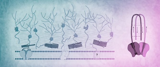 Fungal Chitin Synthases