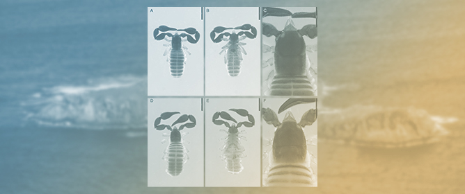 Pseudoscorpions from Motu Motiro Hiva, a Remote Polynesian Island, with the Description of a New Genus of Chernetidae (Pseudoscorpiones)